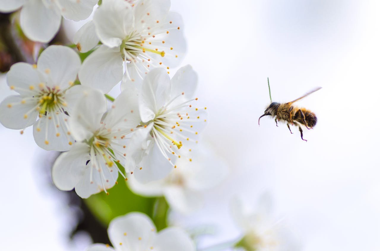 Schlosswald Bienengut - Naturprodukte