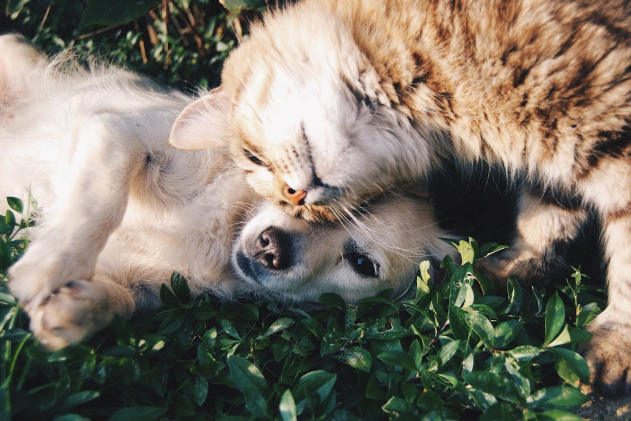 Hund & Katze - Im Aufbau bleib dran!